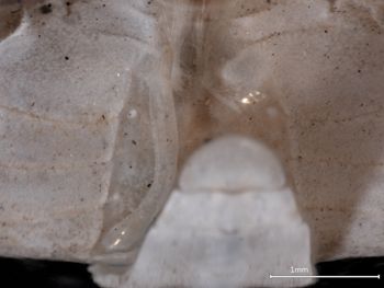 Media type: image;   Invertebrate Zoology CRU-10997 Aspect: ventral